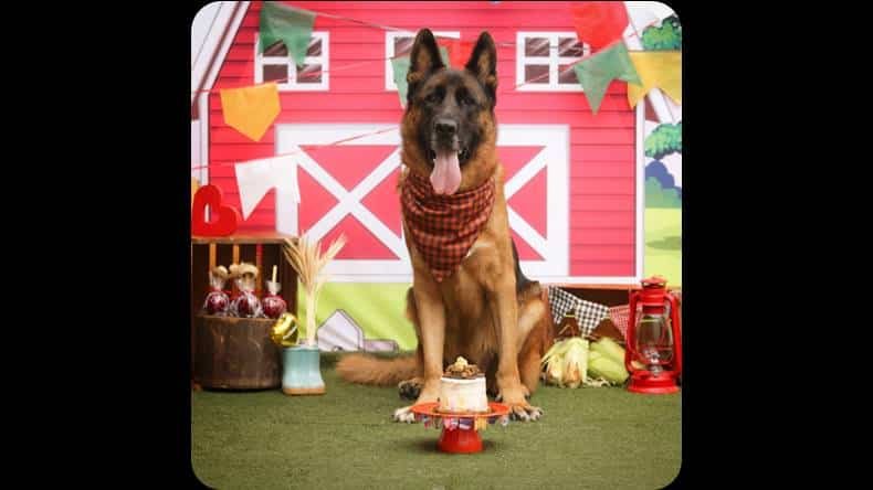 ACADEMIA DA MATILHA Funciona? ACADEMIA DA MATILHA Vale a Pena?