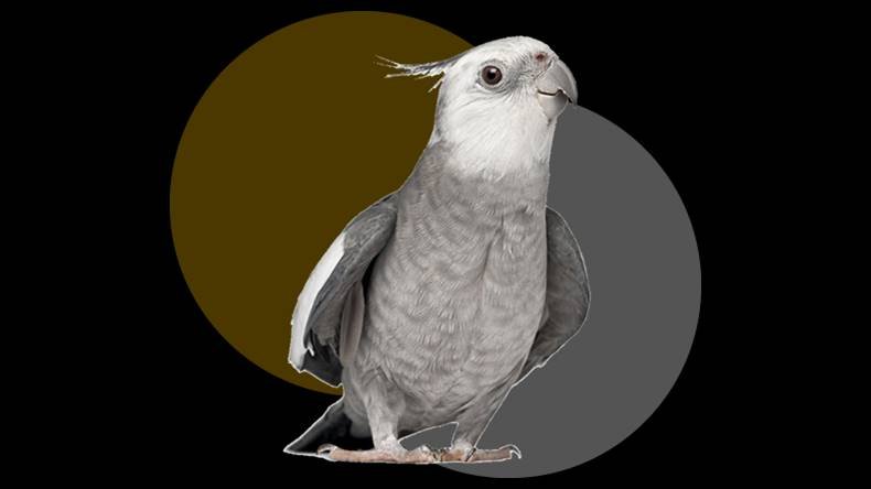 GUIA DA CALOPSITA Funciona? GUIA DA CALOPSITA Vale a Pena?