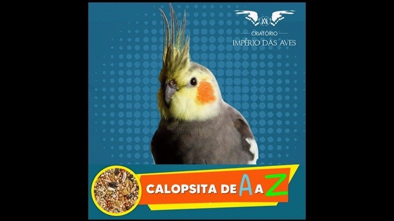 Calopsita de A a Z Funciona? Calopsita de A a Z Vale a Pena?