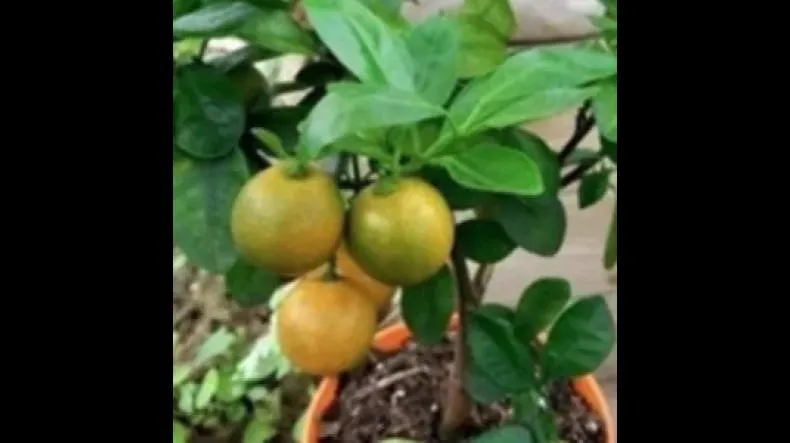 BioCultivo 21 dias Funciona? BioCultivo 21 dias Vale a Pena?