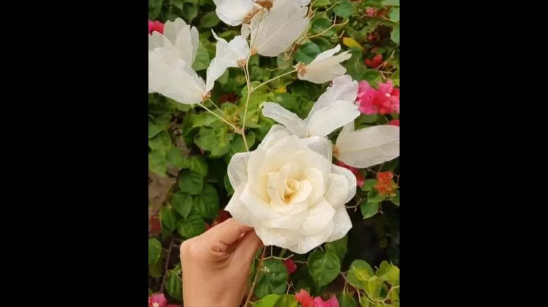 Curso De Esqueletização De Folhas Funciona? Curso De Esqueletização De Folhas Vale a Pena?